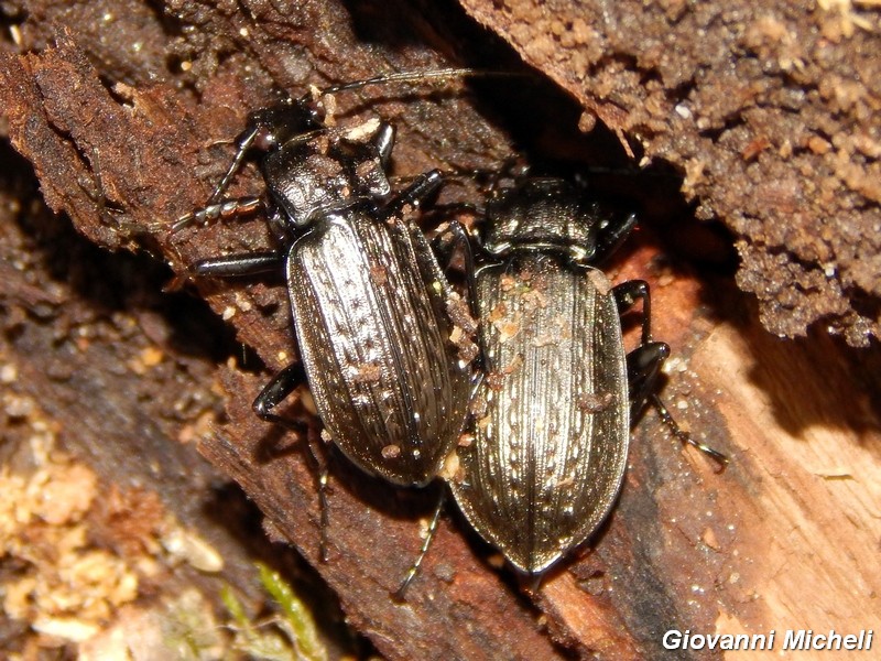 Carabus granulatus